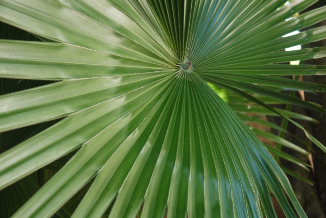I have always love these palms