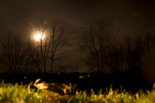 moon and grass