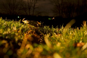 grass and leaf