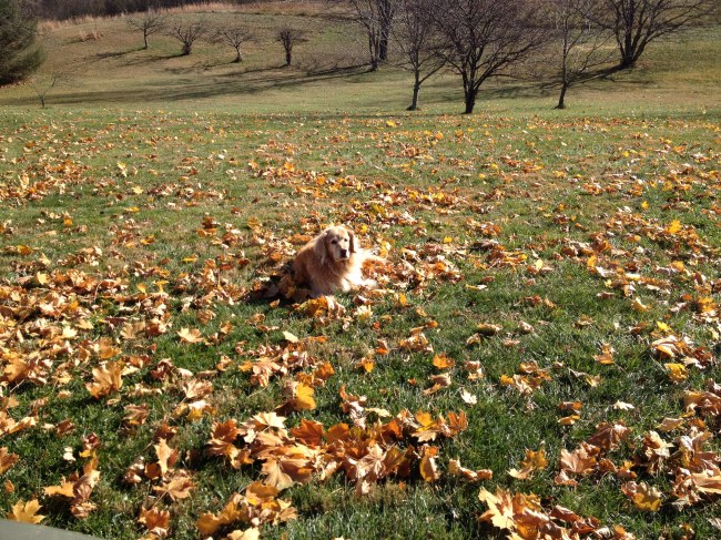 wishing we weren't taking away her leaf piles