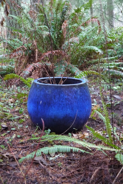 blue planter under ferns