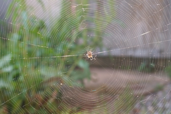 spider using everything around to anchor it's web