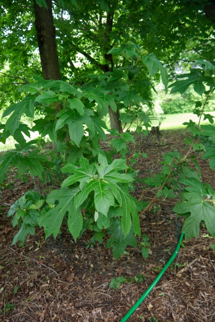 oak leaf hydrangea