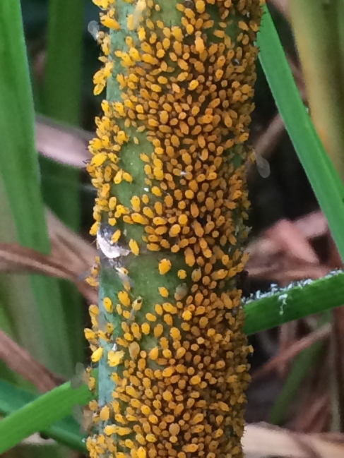 crawling with aphids