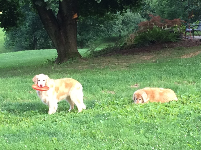 Lucy desperately wanting me to throw the frisbee, Ginger just wanting attention.