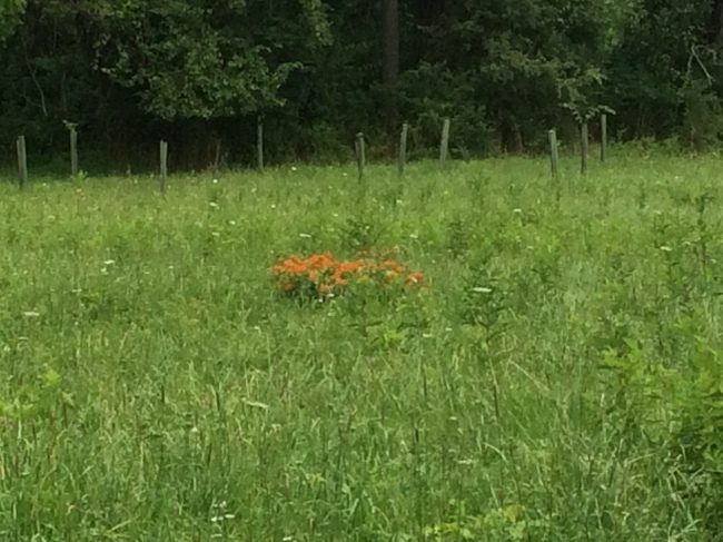 Hooray!!! The butterfly weed is growing by leaps and bounds in the field! I have even seen several butterflies including on...wait for it...MONARCH!